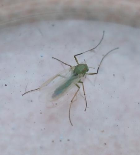 Réf. 353 082 : Chironomini inconnu